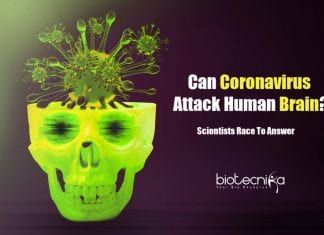 Can Coronavirus Attack Human Brain? Scientists Race To Answer Can coronavirus infects human brain