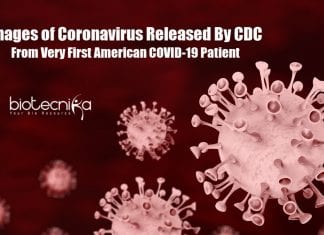 Images of Coronavirus Released by CDC