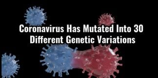 Coronavirus Mutated To 30 Different Strains