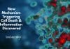 New Mechanism Triggering Cell Death & Inflammation Discovered New mechanism in the pathogenesis of inflammatory diseases