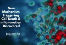 New Mechanism Triggering Cell Death & Inflammation Discovered New mechanism in the pathogenesis of inflammatory diseases