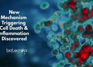 New Mechanism Triggering Cell Death & Inflammation Discovered New mechanism in the pathogenesis of inflammatory diseases