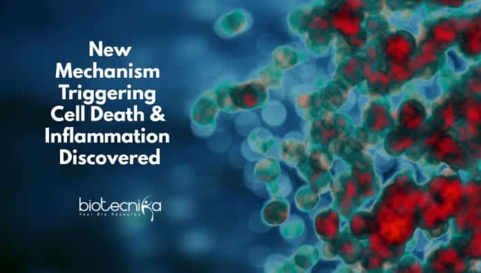 New mechanism in the pathogenesis of inflammatory diseases