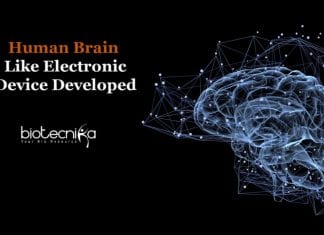 Electronic Device That Mimics Human Brain Developed device that work like human brain