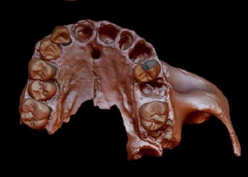 Human ancestral family tree