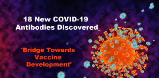 18 New COVID-19 Antibodies Discovered