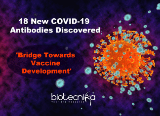 18 New COVID-19 Antibodies Discovered By US Army Researchers 18 New COVID-19 Antibodies Discovered