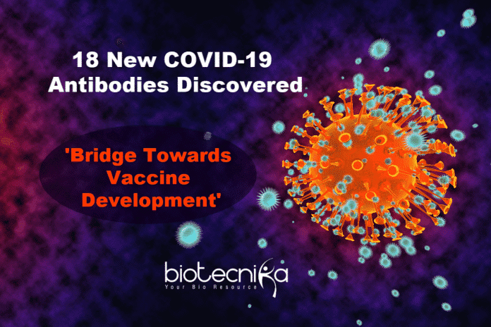 18 New COVID-19 Antibodies Discovered