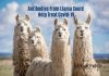 Antibodies From Llama Could Block Coronavirus : Study Suggests Antibodies From llama To Treat Covid-19
