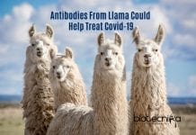 Antibodies From llama To Treat Covid-19