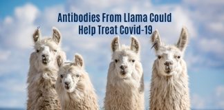 Antibodies From llama To Treat Covid-19