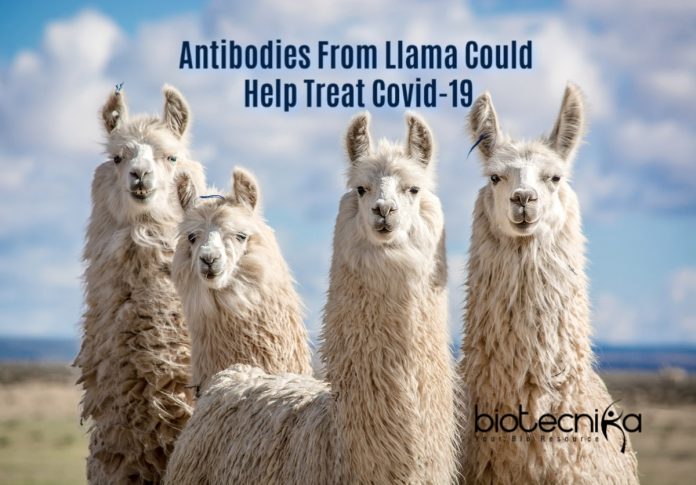 Antibodies From llama To Treat Covid-19