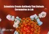 Scientists Create Antibody That Defeats Coronavirus in Lab Antibody Defeats Coronavirus in Lab