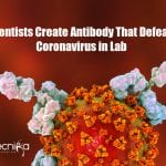 Scientists Create Antibody That Defeats Coronavirus in Lab Antibody Defeats Coronavirus in Lab