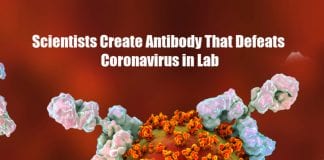 Antibody Defeats Coronavirus in Lab