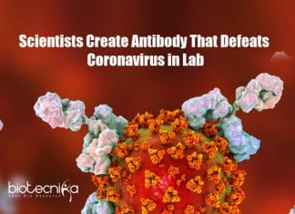 Scientists Create Antibody That Defeats Coronavirus in Lab Antibody Defeats Coronavirus in Lab