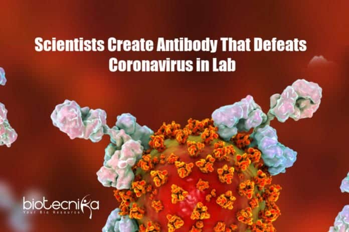 Antibody Defeats Coronavirus in Lab