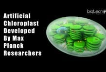 Artificial Chloroplast Developed By Max Planck Researchers Researchers develop artificial chloroplast