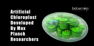 Researchers develop artificial chloroplast