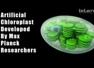 Artificial Chloroplast Developed By Max Planck Researchers Researchers develop artificial chloroplast