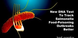 DNA assay to detect Salmonella
