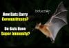 How Bats Carry Coronaviruses? Do Bats Have Super Immunity? Scientists Reveal how bats host coronaviruses