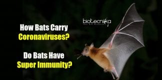 how bats host coronaviruses