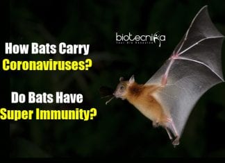 How Bats Carry Coronaviruses? Do Bats Have Super Immunity? Scientists Reveal how bats host coronaviruses