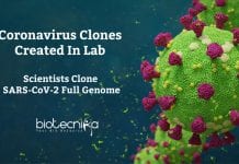 coronavirus genome cloning in yeast