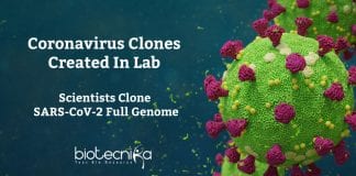 coronavirus genome cloning in yeast