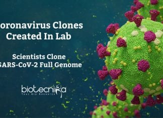Coronavirus Clones Created In Lab – Scientists Clone SARS-CoV-2 Full Genome coronavirus genome cloning in yeast
