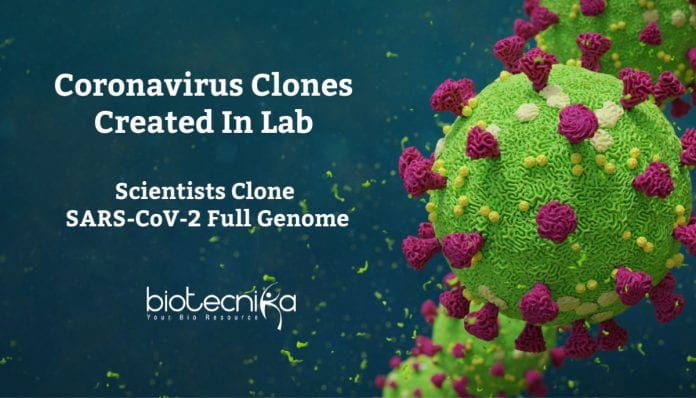 coronavirus genome cloning in yeast