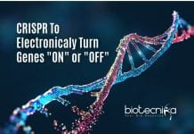 CRISPR to electronically regulate genes