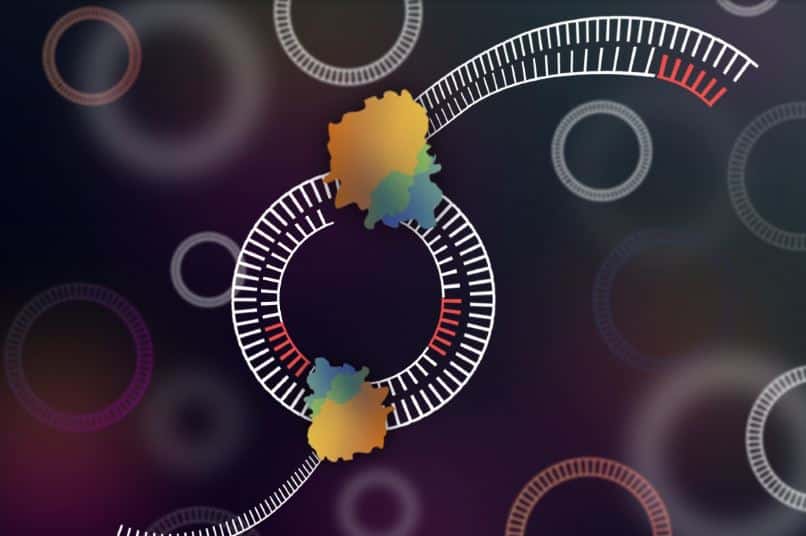 Tool to sequence circular DNA