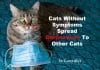 Asymptomatic Cats Spread Coronavirus To Other Cats In Lab Test Cats without symptoms spread coronavirus