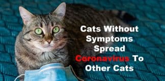 Cats without symptoms spread coronavirus