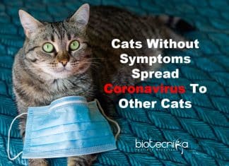 Asymptomatic Cats Spread Coronavirus To Other Cats In Lab Test Cats without symptoms spread coronavirus