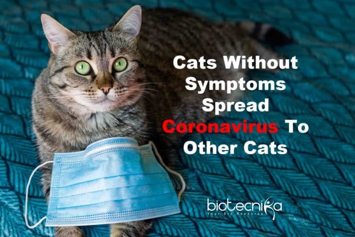 Cats without symptoms spread coronavirus