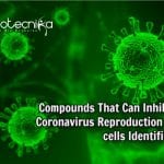 Scientists Identify Set Of Compounds That Inhibit Coronavirus Reproduction In Cells Compounds That Fight COVID-19 Virus