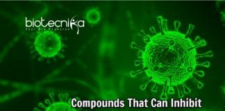 Compounds That Fight COVID-19 Virus
