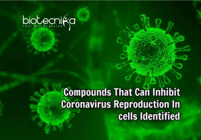 Compounds That Fight COVID-19 Virus
