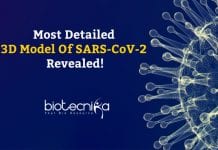 Most Detailed 3D Model Of SARS-CoV-2 Revealed! DETAILED 3D MODEL OF SARS-COV-2 REVEALED