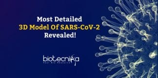 DETAILED 3D MODEL OF SARS-COV-2 REVEALED