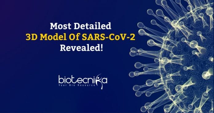 DETAILED 3D MODEL OF SARS-COV-2 REVEALED