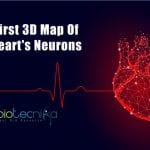 First 3D Map Of Heart’s Neurons First 3D map of heart's neurons