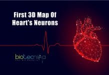 First 3D map of heart's neurons