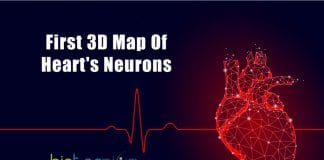 First 3D map of heart's neurons