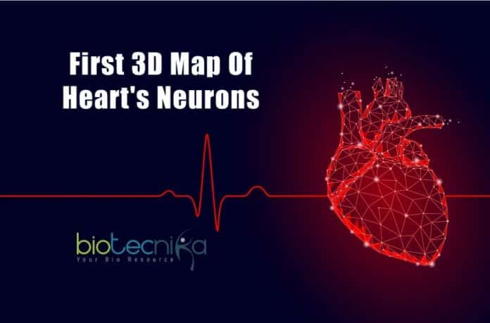 First 3D map of heart's neurons