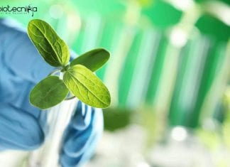 GBPIHED Biological Science Job – Senior Project Fellow Post GBPIHED Biological Science Job