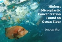 Highest Microplastic Concentration Found Deep Down On Ocean Floor High microplastic concentration found on ocean floor